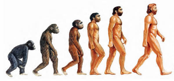 Infografía de la evolución humana